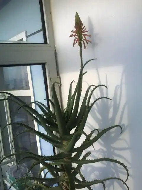 海拉尔叫龙藻花(音译).