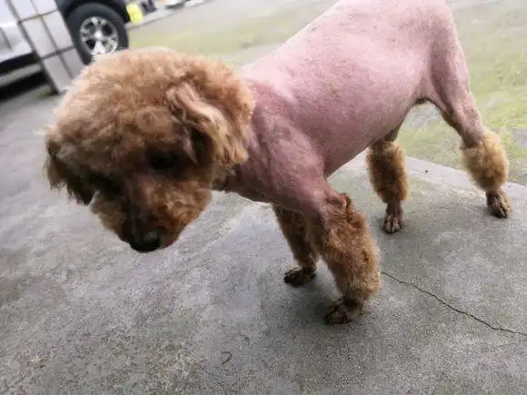 一只被剃了毛的泰迪那模样你们感受下