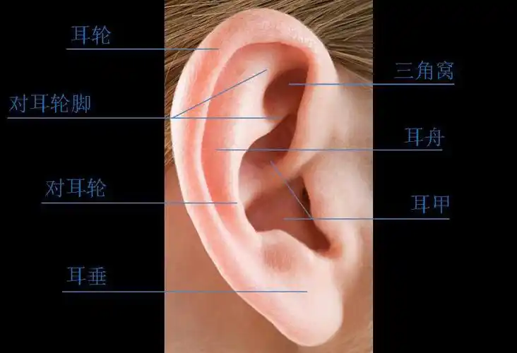 耳廓基本形态结构.jpg