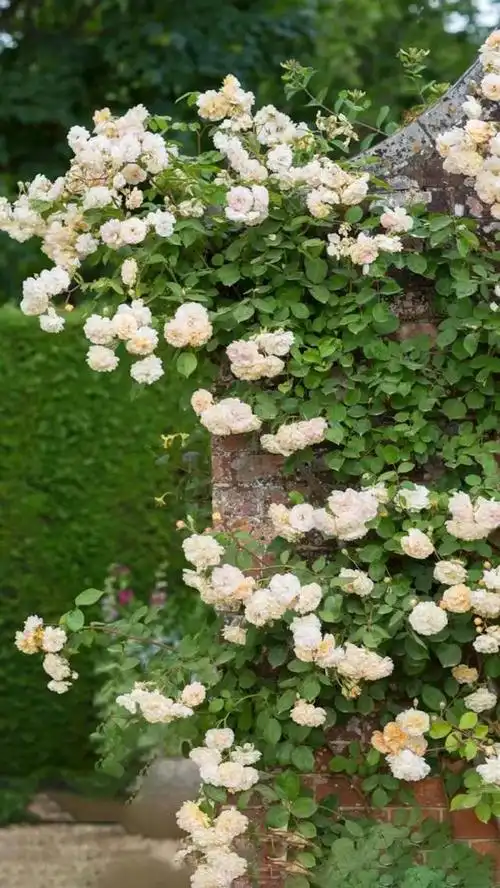 高清壁纸|植物花卉,治愈养眼,小清新唯美