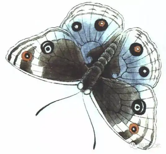 图文教程:李晓明工笔蝴蝶设色步骤示范(二)_部分