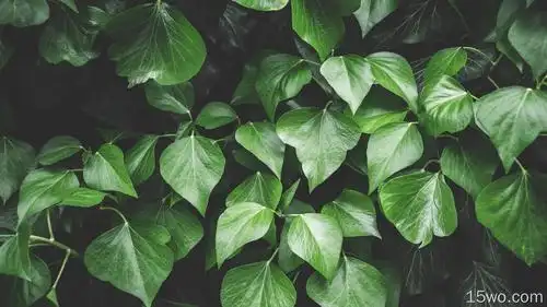 护眼壁纸 1920x1200壁纸 小清新壁纸 wuxga壁纸 - e屋壁纸