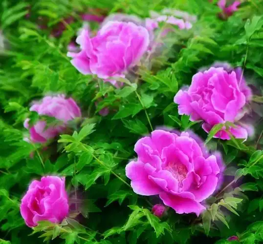 牡丹是我国特有的木本名贵花卉,素有"国色天香""花中之王"的美誉.