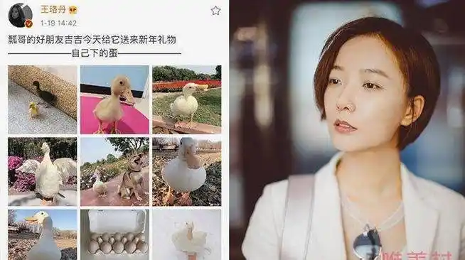 王珞丹发寻鸭启事 最新进展曝光人找到但鸭不在了_吉吉_宠物_鸭子