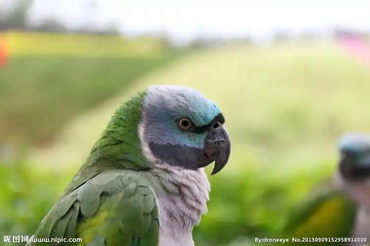 绿毛鹦鹉图片