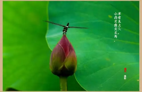 小荷才露尖尖角早有蜻蜓立上头共p