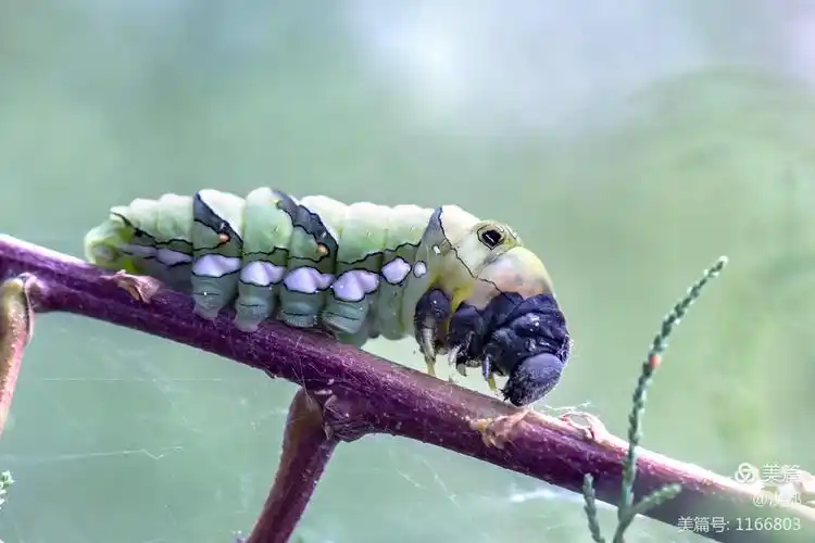 这都是我们小时候看到的老虎虫及毛毛