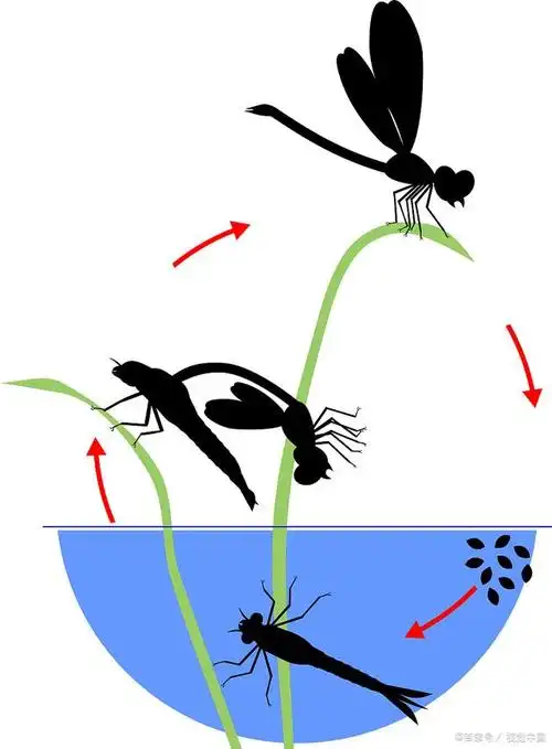 蜻蜓的生命周期经历了几个主要的阶段:卵,幼虫,蛹和成虫.