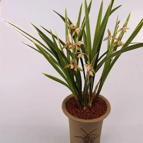 兰花黄金彩虹四季兰建花苗金边花卉易花艺花艺时令草本花卉