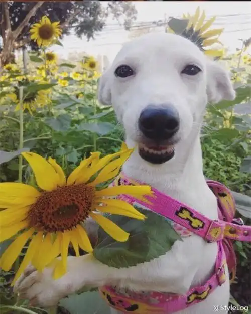 喜欢和花一起拍照,只要是跟花朵一起拍照,它就露出一副"花痴"的笑容