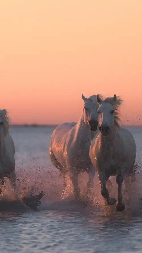 五匹马在水中奔跑,黄昏 iphone 壁纸