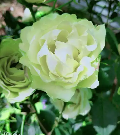 靓丽绿色月季花