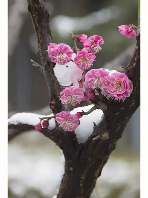 梅花  #北京明城墙遗址