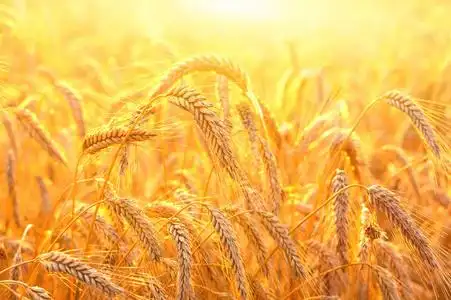 小麦成熟的耳朵在明亮多彩的日落背景下照片