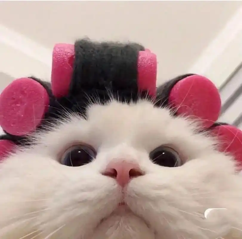 快点的快点的,沙雕动物头像来了!