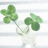 四叶草图片头像好看的小清新风格四叶草头像图片