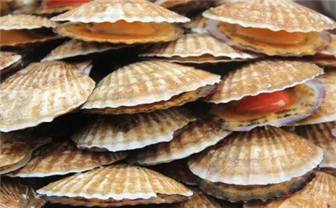 西餐常见贝壳类食材