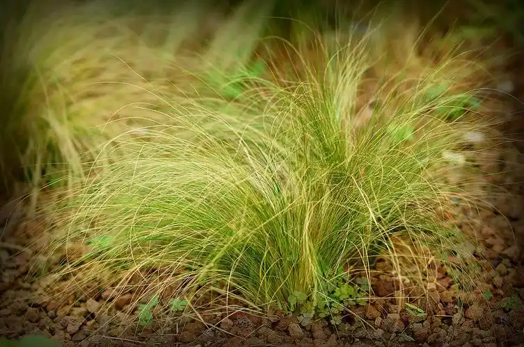 p>克氏针茅,牧草,英文名:krylov needlegrass ,分布于我国 a href="