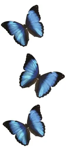 蝴蝶 壁纸 - 堆糖,美图壁纸兴趣社区