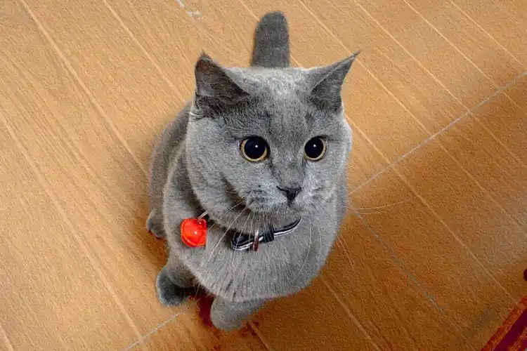 一岁英短蓝猫求领养地点深圳龙华民治