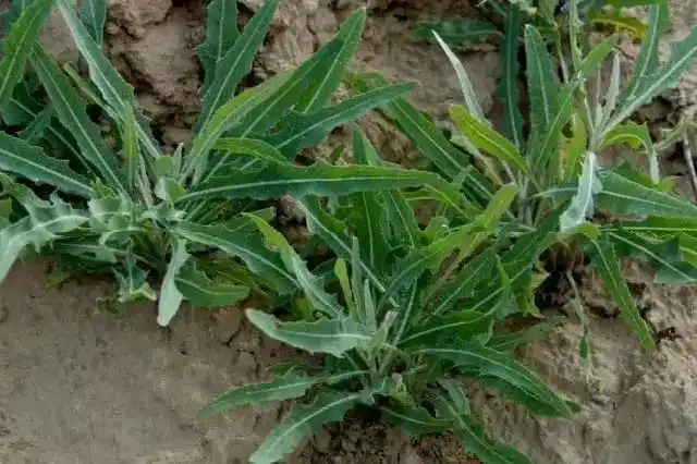 仙境海岸 | 春天的奖赏威海野菜(上)