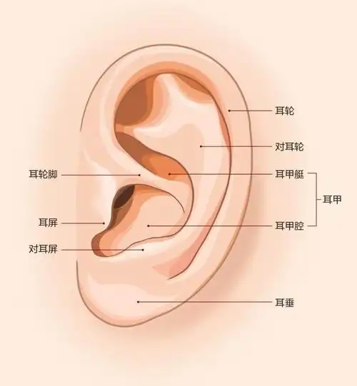 耳廓 追求音效,不忘初心 | 中国国家地理网