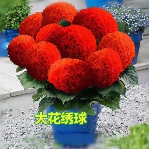 红色绣球花老桩秀绣球花苗无尽夏秀绣球花盆栽阳台庭院植物