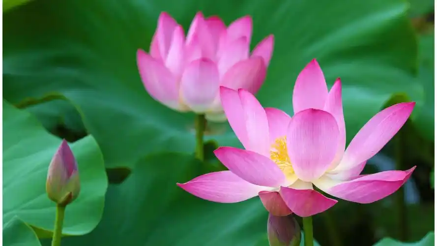 最美夏日荷花季