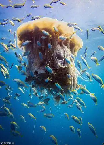 海中"毒王"狮鬃水母变"大哥" 鱼群躲避天敌求庇护