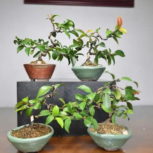 小品中国记忆茶梅盆景日本微型出云绿植