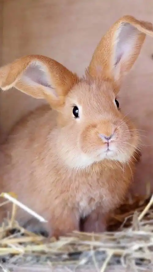 呆萌小兔子