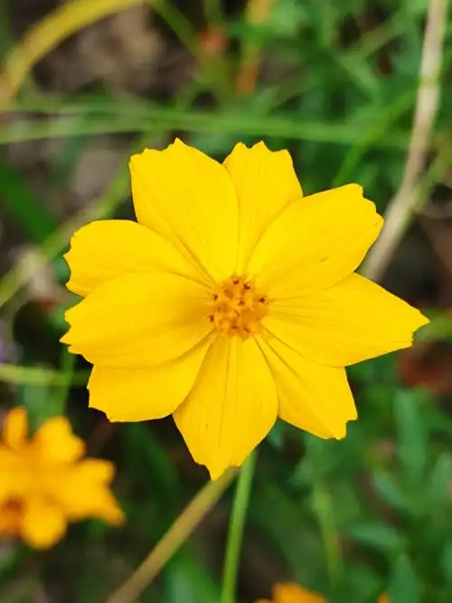 黄秋英花开【首发】