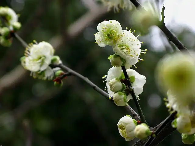 今晨拍的绿萼梅花