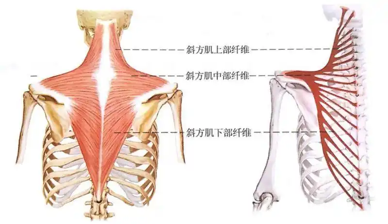 纳西亚健身系列之【网球放松】斜方肌放松_肩胛