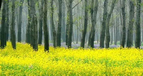 高唐清平:两千亩油菜花正开时