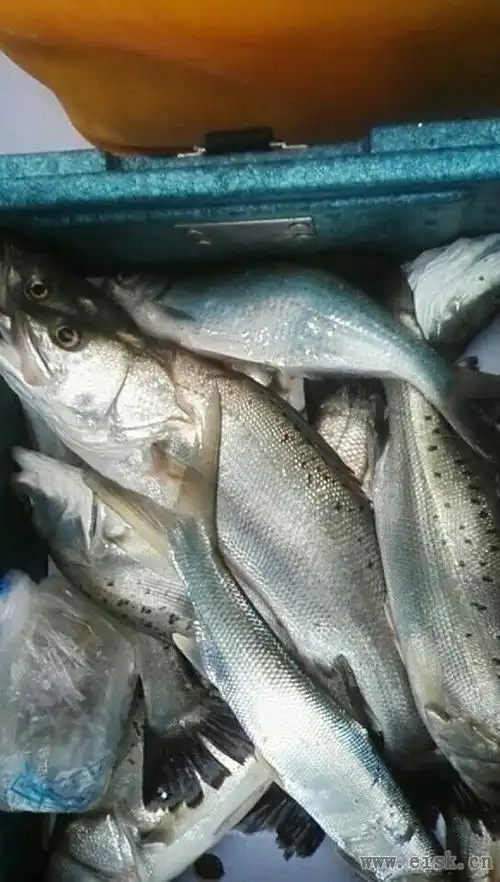 盘点身后钓箱里面的鱼,大概已经有了八九条之多.