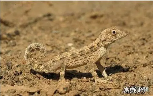 蜥蜴种类壁虎亚目之壁虎科品种大全图文解说