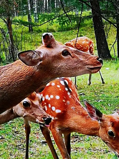 温顺可爱的梅花鹿