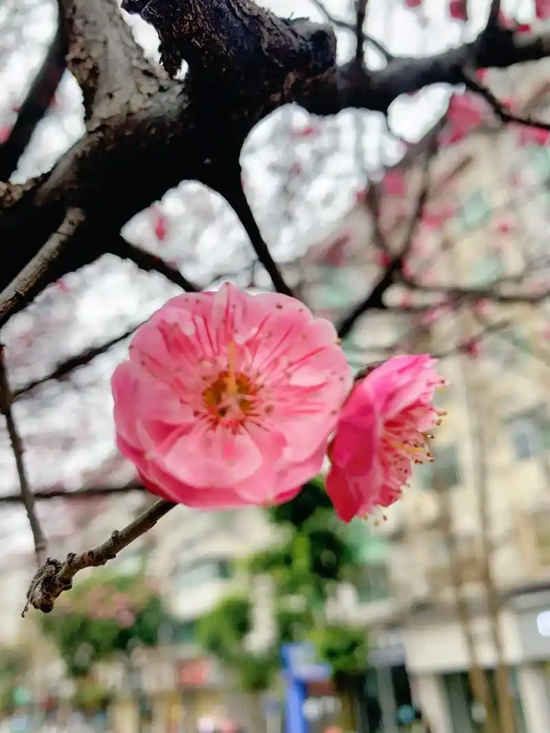 寻梅香而去#梅花 #手机摄影 #原创 #原创视频 #记录真实 - 抖音