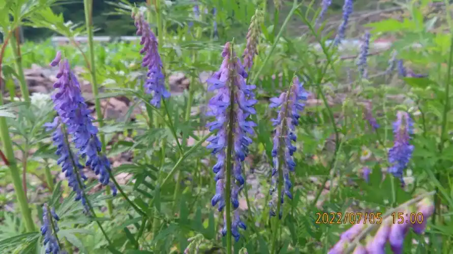 广布野豌豆豆科野豌豆属多年生草本植物