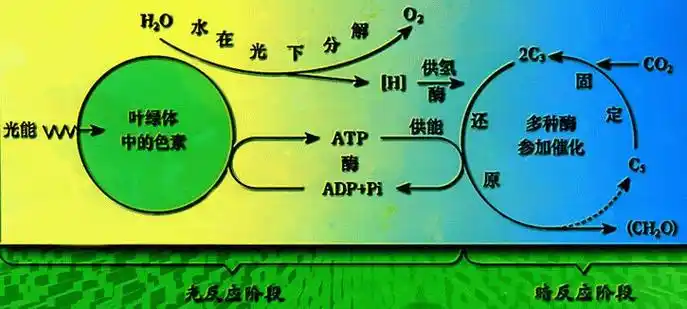 植物和某些细菌,在可见光的照射下,经过光反应和碳反应(旧称暗反应)