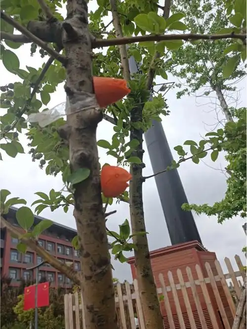 雕刻的鱼头胡萝卜插海棠树上噗哈哈哈哈哈哈#胡萝卜  #雕刻  #搞笑