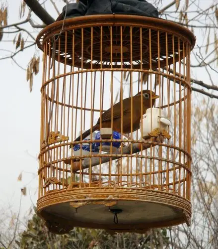笼中小鸟