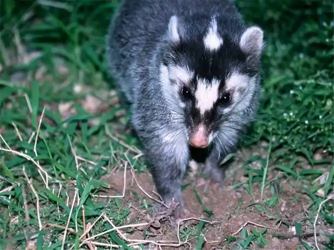 民间俗称白额狸,花脸长猪鼻