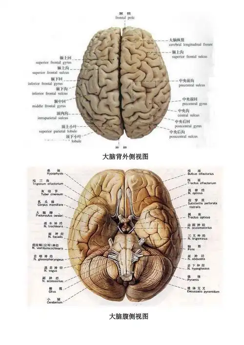 超详细大脑结构分区图_第2页