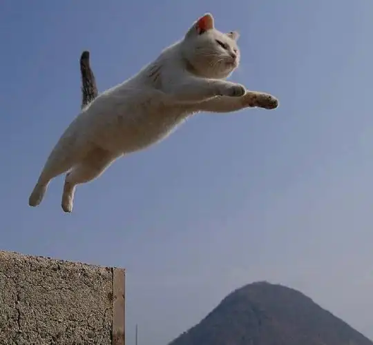 腾空而起的猫,太帅了