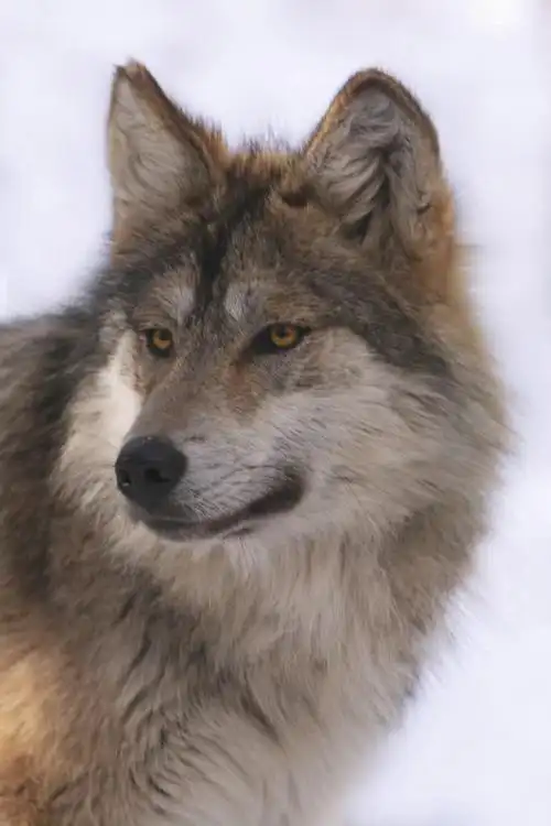 一组帅气小狼写真~#狼##犬科动物#——所属:美国科罗拉多州狼与野生