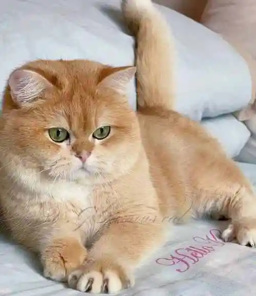 英短金渐层大概多少钱猫舍金渐层多少钱一只