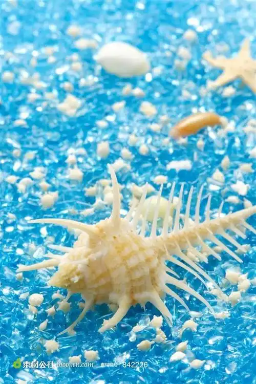 大海的贝壳和海螺大图