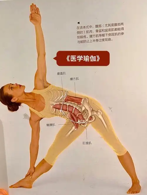 三角伸展式增强腰背的力量